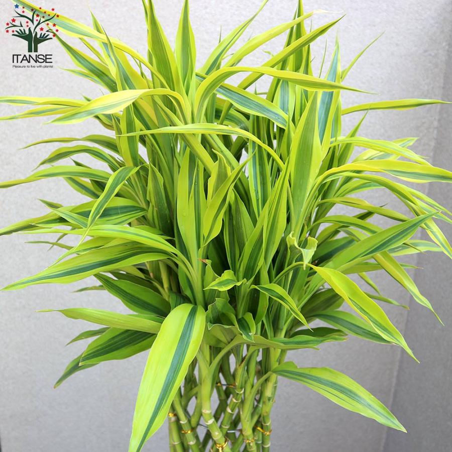 【ほぼ未使用】 サンデリアーナゴールド ドラセナ・サンデリアーナ ゴールド(ラッキーバンブー) 【観葉植物 大型 10号プラスチック鉢／1個売り】 【2377399113】(12227円)