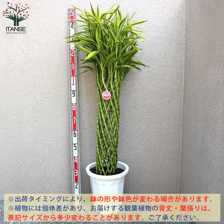 【ほぼ未使用】 サンデリアーナゴールド ドラセナ・サンデリアーナ ゴールド(ラッキーバンブー) 【観葉植物 大型 10号プラスチック鉢／1個売り】 【2377399113】(12227円)