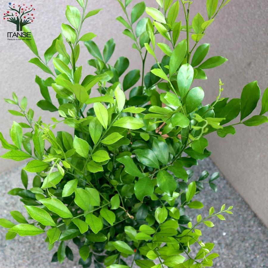 780円 New限定品 スタンプカード 花柄イラスト ポイントカード 印刷 送料無料 100