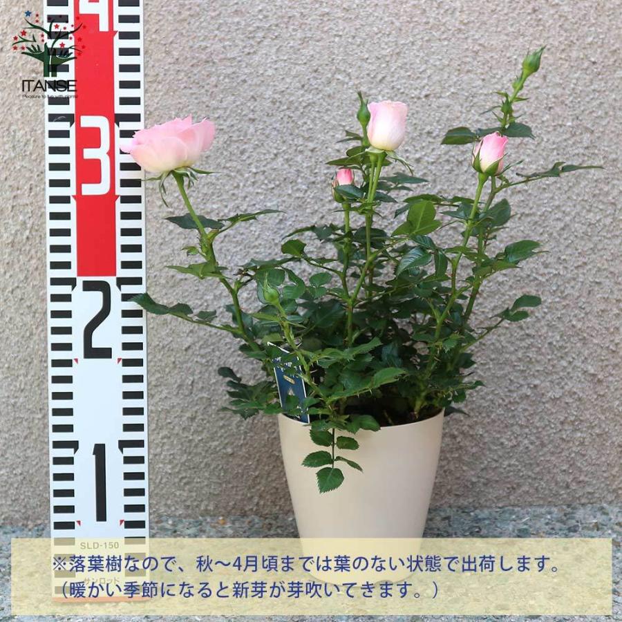 送料無料 薔薇の苗木 チュチュ オプティマ ミニバラ 花苗 4号鉢 1個売り バラ苗 バラの苗 薔薇苗 薔薇の苗 花苗 花の苗 ローズガーデン イングリッシ 1 Itanse 08 Shopooo By Gmo 通販 Yahoo ショッピング