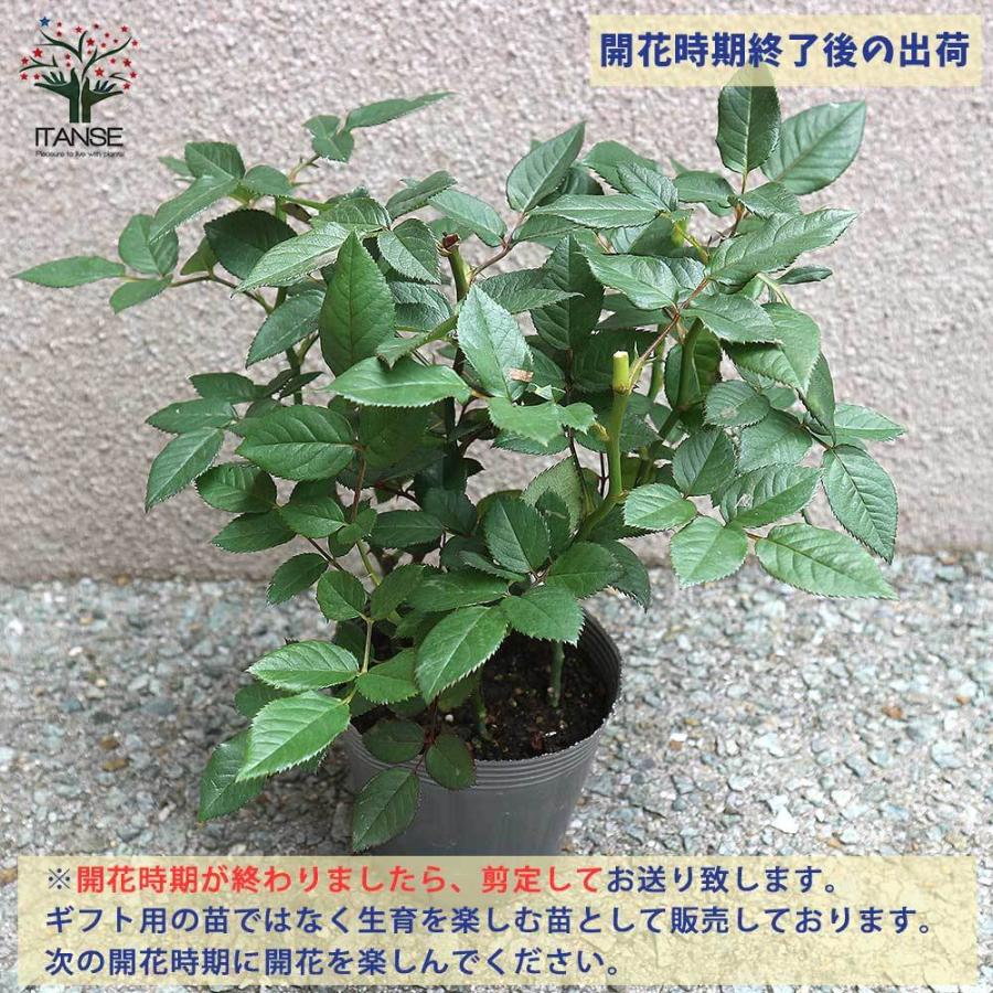 送料無料 薔薇の苗木 チュチュ オプティマ ミニバラ 花苗 4号鉢 1個売り バラ苗 バラの苗 薔薇苗 薔薇の苗 花苗 花の苗 ローズガーデン イングリッシ 1 Itanse 08 Shopooo By Gmo 通販 Yahoo ショッピング