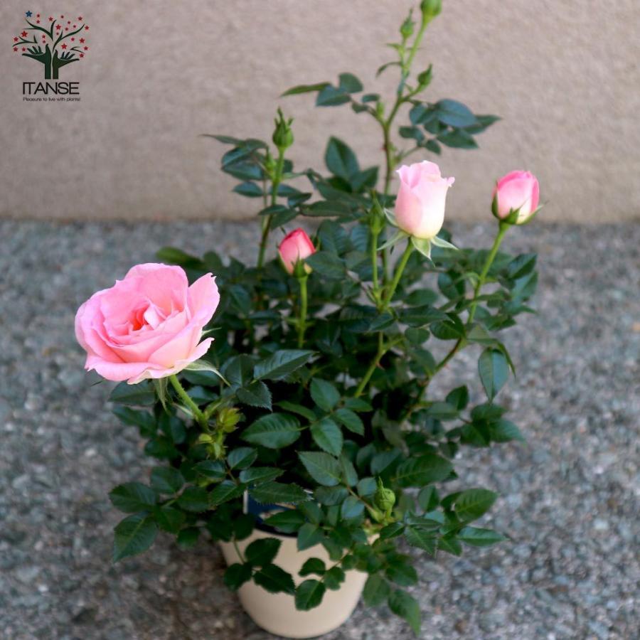 送料無料 薔薇の苗木 チュチュ オプティマ ミニバラ 花苗 4号鉢 1個売り バラ苗 バラの苗 薔薇苗 薔薇の苗 花苗 花の苗 ローズガーデン イングリッシ 1 Itanse 08 Shopooo By Gmo 通販 Yahoo ショッピング