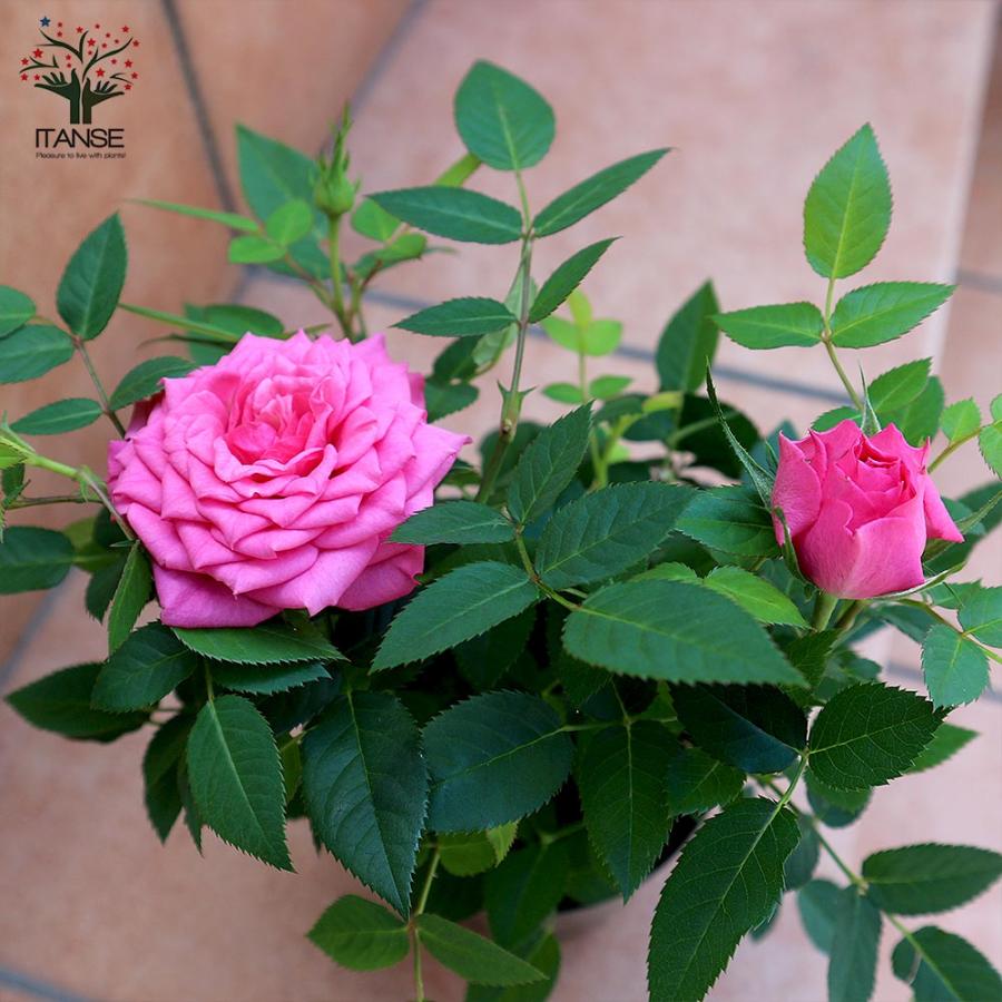 ミニバラ　フェリシタス　コルダーナ 薔薇の苗木 フェリシタス コルダナ ミニバラ【花苗 3.5号鉢／1個売り
