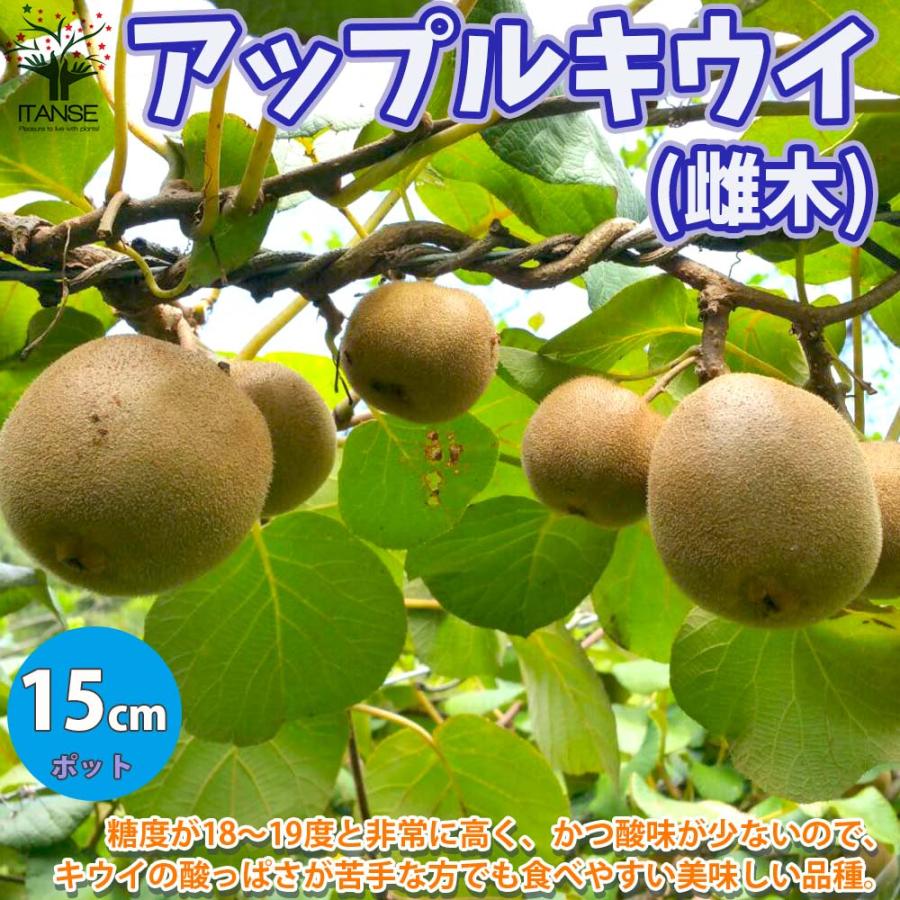 アップルキウイの苗木 雌木単品1個 (結実にはオス木の受粉樹が