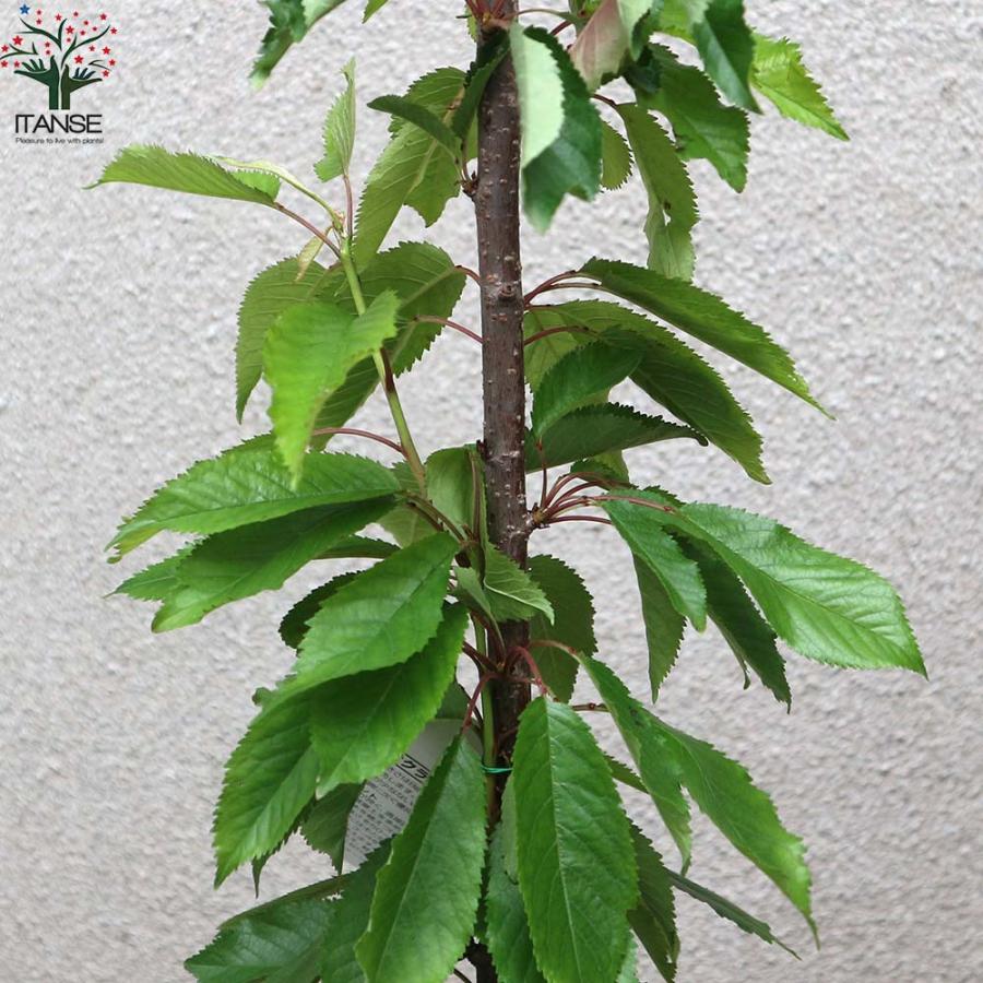 さくらんぼの苗木 紅秀峰【果樹の苗木 12〜15cm 接木苗／1個売り