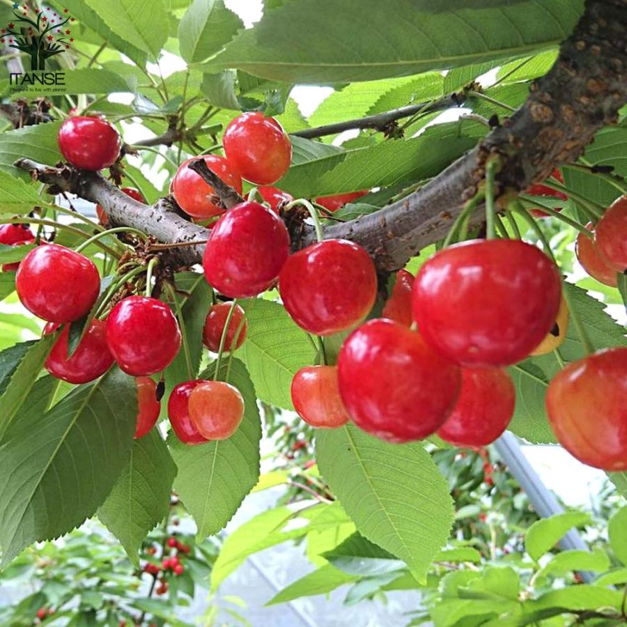 さくらんぼの苗木 紅秀峰【果樹の苗木 12〜15cm 接木苗／1個売り