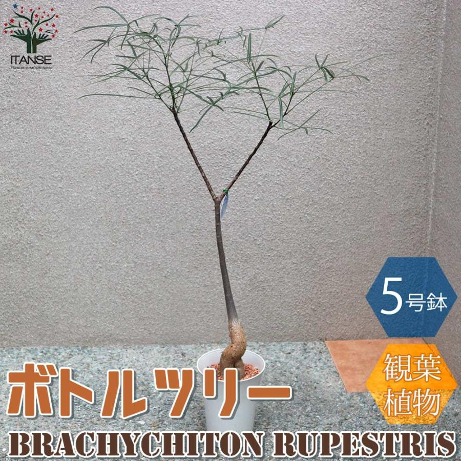 ボトルツリー (ブラキキトン・ルペストリス) Mサイズ【観葉植物 5号