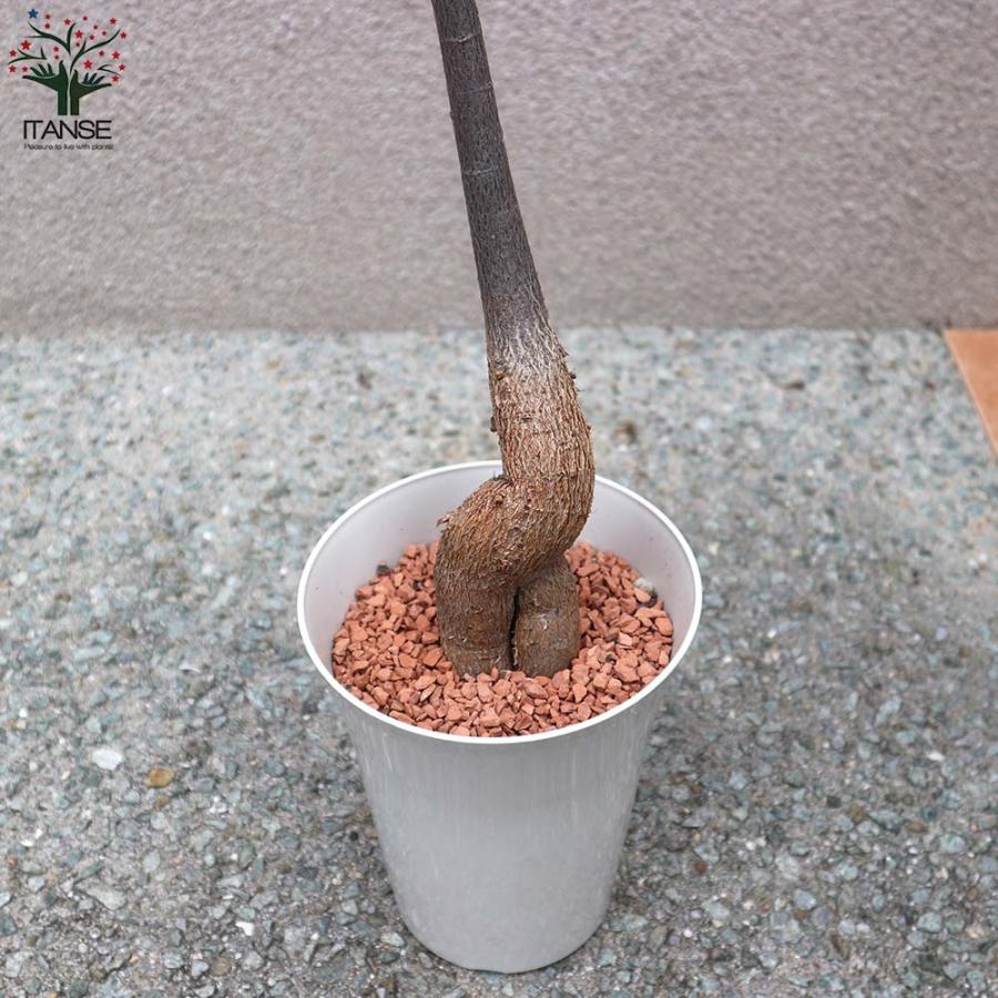 ボトルツリー (ブラキキトン・ルペストリス) Mサイズ【観葉植物 5号