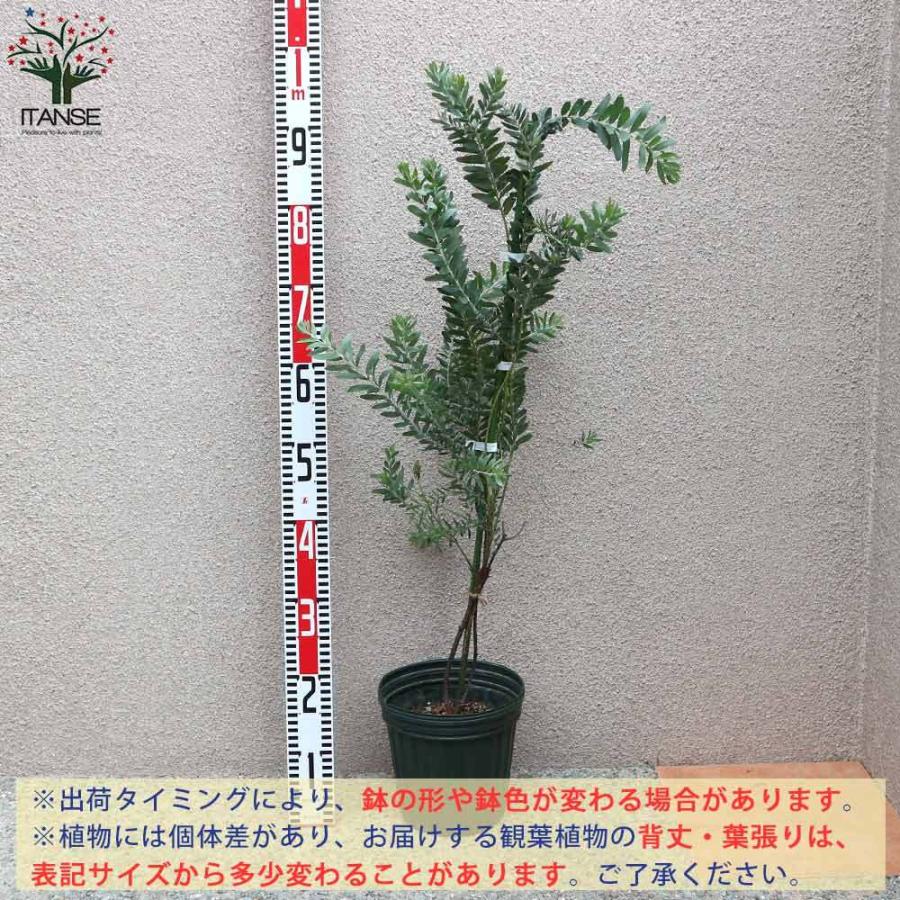 送料無料 アカシア ブルーブッシュ 庭木 6号鉢 1個売り アカシア ミモザ Flower トナカイの角 クリスマス 矮性 花 フラワーアレンジメント 花のある暮 1 Itanse 68 Shopooo By Gmo 通販 Yahoo ショッピング