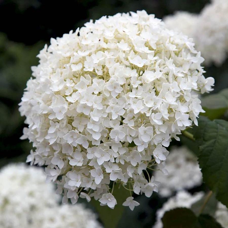 アジサイ アナベルあじさい苗 あじさいの苗 アジサイ苗 アジサイの苗 紫陽花苗 紫陽花の