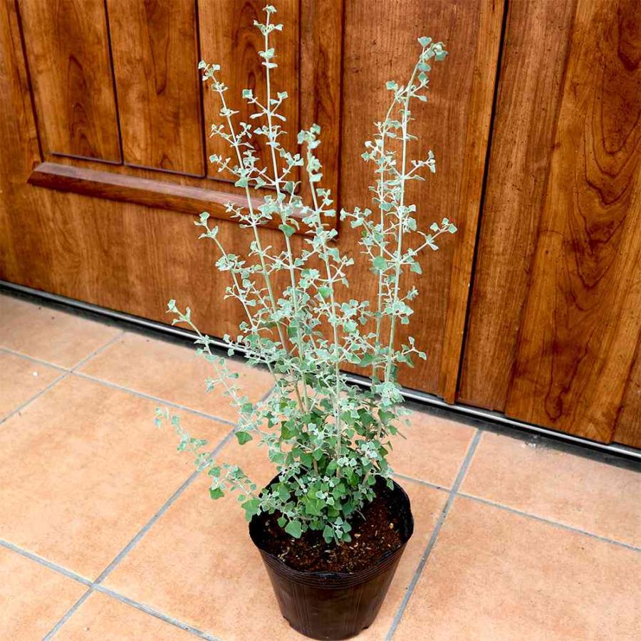 送料無料 ウエストリンギア 花色 淡紫 庭木 5号ポット大苗 1個売り オーストラリアンローズマリー ミントブッシュ 灌木 かんぼく 最大54 Offクーポン