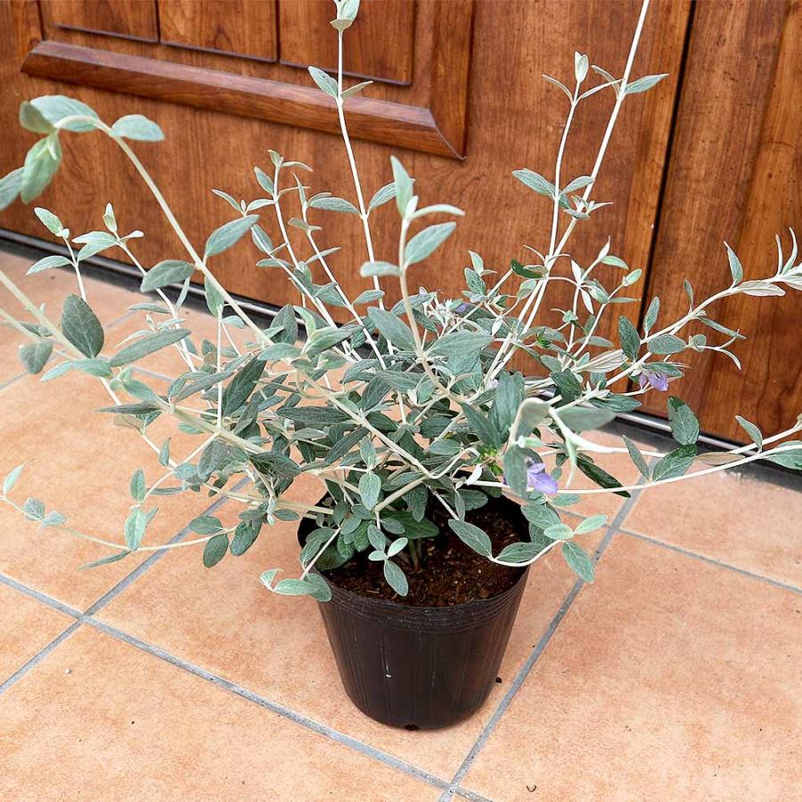 送料無料 ツリージャーマンダー 庭木 5号鉢 1個売り ツリージャーマンダー テウクリウム フルティカンス シルバーリーフ カラーリーフ フラワー 花 1 Itanse 77 Shopooo By Gmo 通販 Yahoo ショッピング