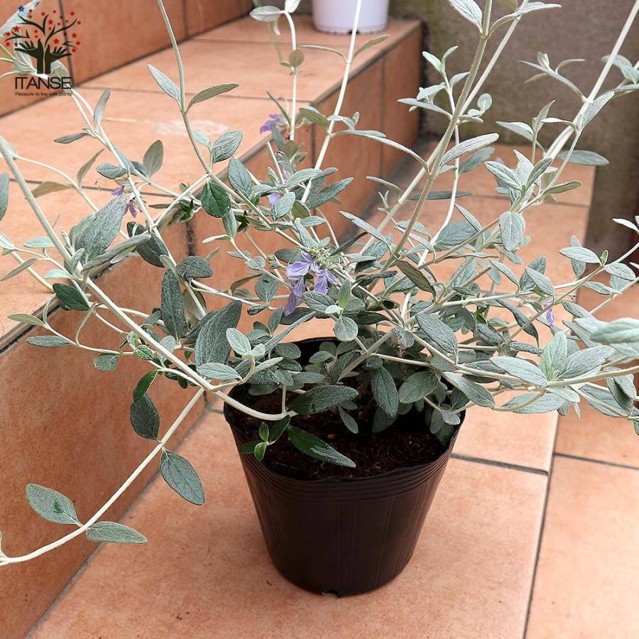 送料無料 ツリージャーマンダー 庭木 5号鉢 1個売り ツリージャーマンダー テウクリウム フルティカンス シルバーリーフ カラーリーフ フラワー 花 1 Itanse 77 Shopooo By Gmo 通販 Yahoo ショッピング