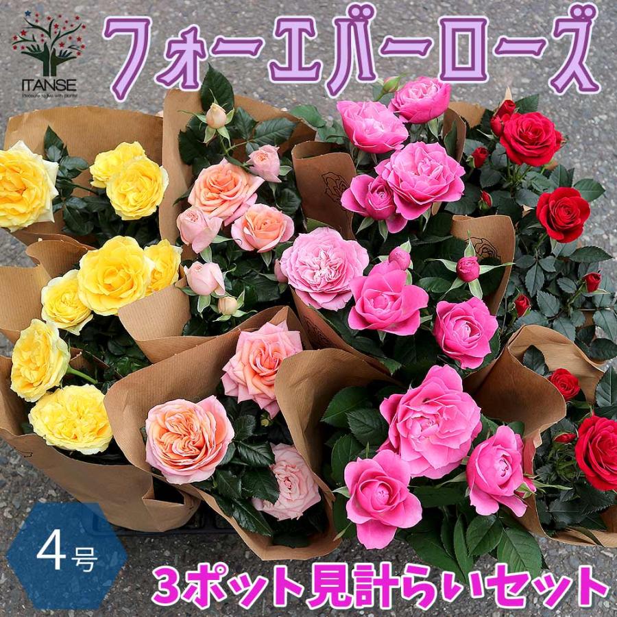 薔薇の苗木 ミニバラ フォーエバーローズ 3鉢見計らいセット 薔薇の苗木 ミニバラ フォーエバーローズ 3鉢見計らいセット