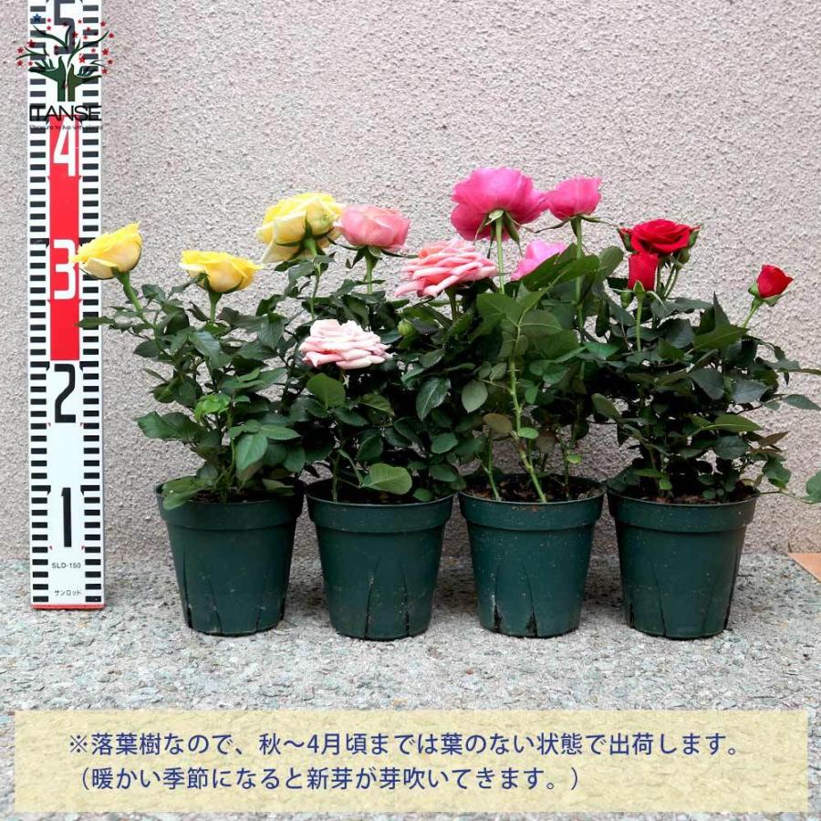 送料無料 薔薇の苗木 ミニバラ フォーエバーローズ 3鉢見計らいセット 花苗 4号鉢 お買い得3個セット バラ苗 バラの苗 薔薇苗 薔薇の苗 花苗 花の苗 1 Itanse 79 Shopooo By Gmo 通販 Yahoo ショッピング
