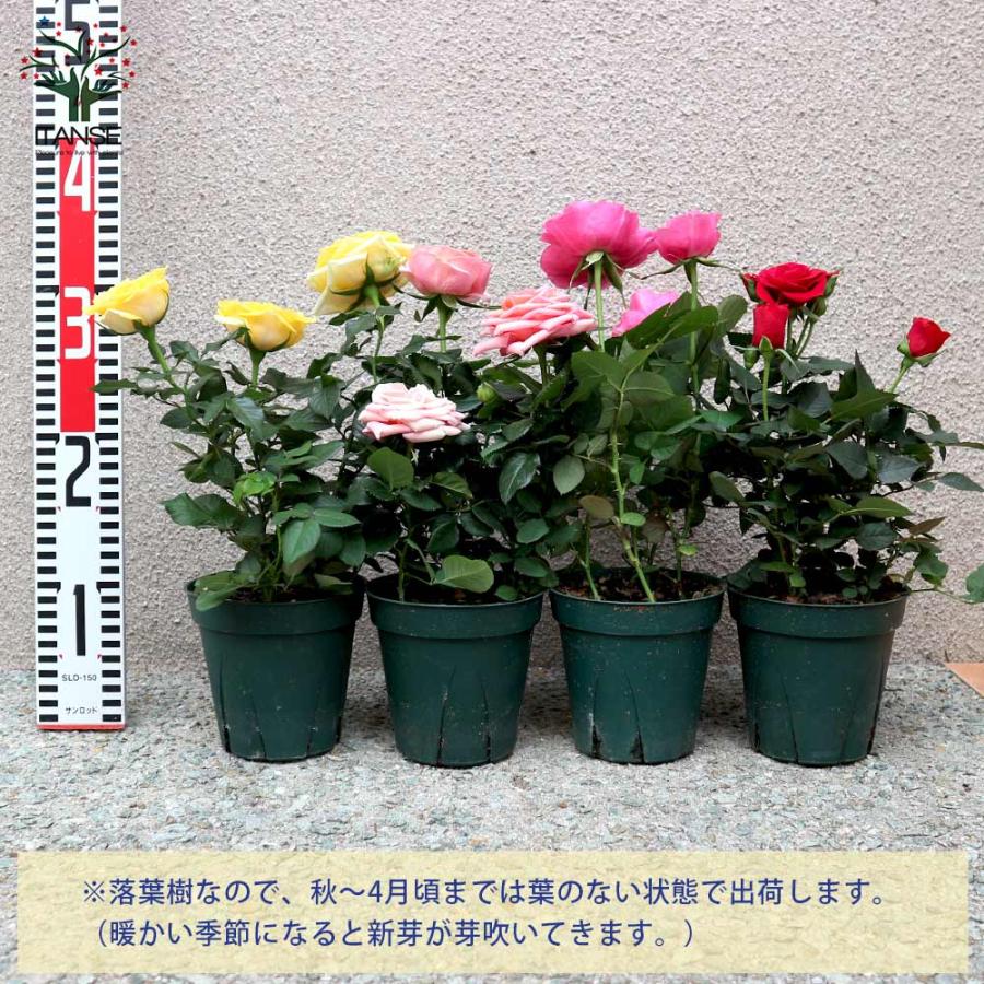 薔薇の苗木 ミニバラ フォーエバーローズ 3鉢見計らいセット 薔薇の苗木 ミニバラ フォーエバーローズ 3鉢見計らいセット