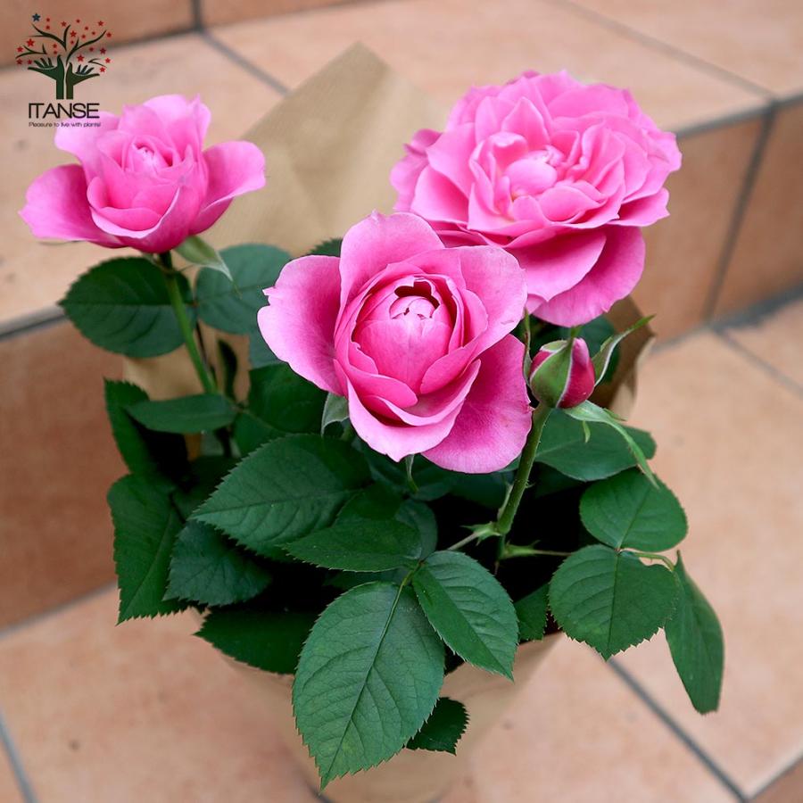 薔薇の苗木 ミニバラ フォーエバーローズ 3鉢見計らいセット 薔薇の苗木 ミニバラ フォーエバーローズ 3鉢見計らいセット