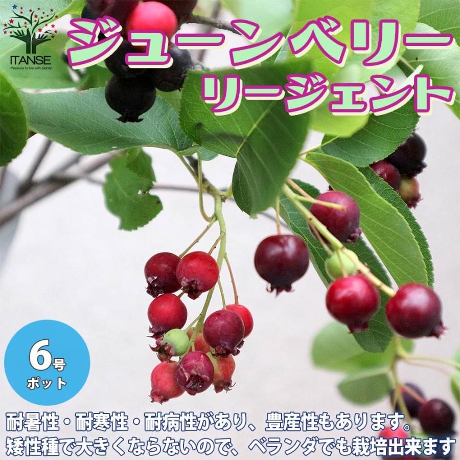 ジューンベリーの苗木 リージェント(矮性品種) 成木でも150cm程と