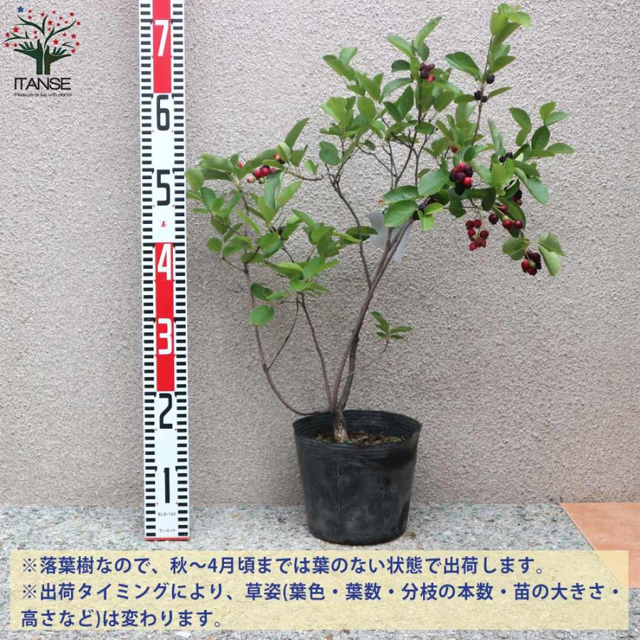 ジューンベリーの苗木 リージェント(矮性品種) 成木でも150cm程と