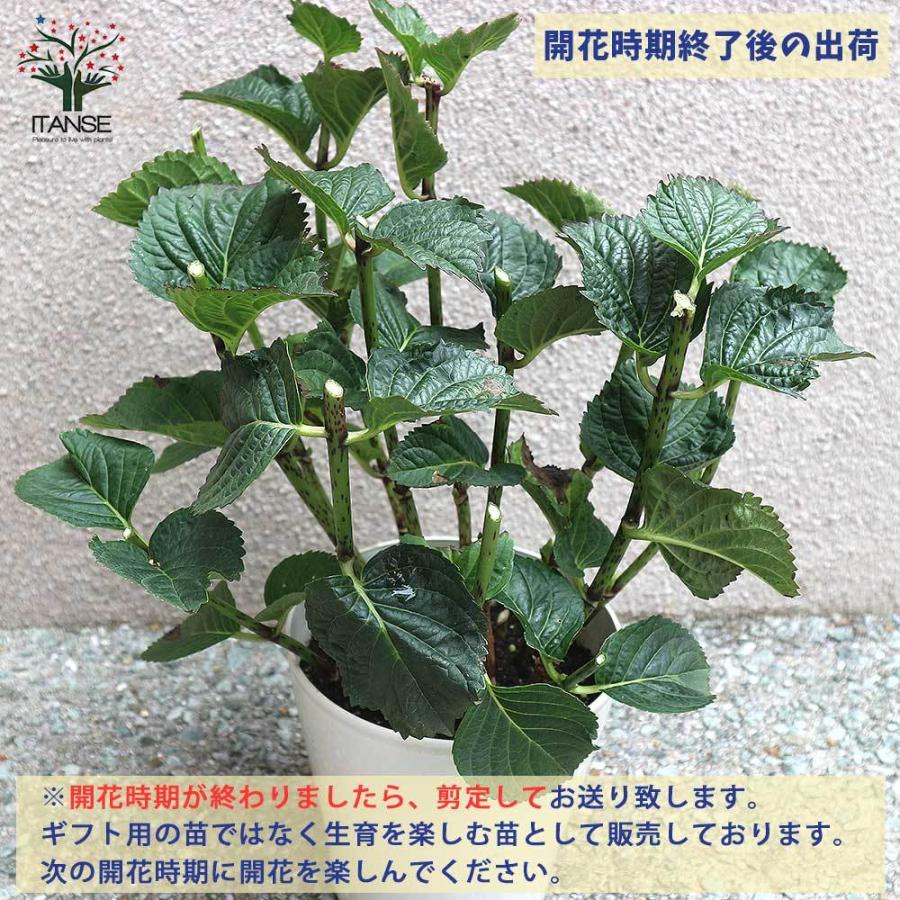 1794円 至上 送料無料 アジサイの苗木 アナベル 庭木 6号鉢 1個売り あじさい苗 あじさいの苗 アジサイ苗 アジサイの苗 紫陽花苗 紫陽花の苗 花苗