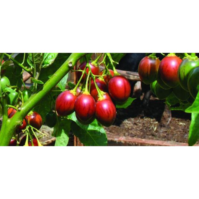 トマトの木 タマリロ の種子 約２０粒 種が大きいので結構簡単に蒔けます 送料無料 1 Itanse Shopooo By Gmo 通販 Yahoo ショッピング