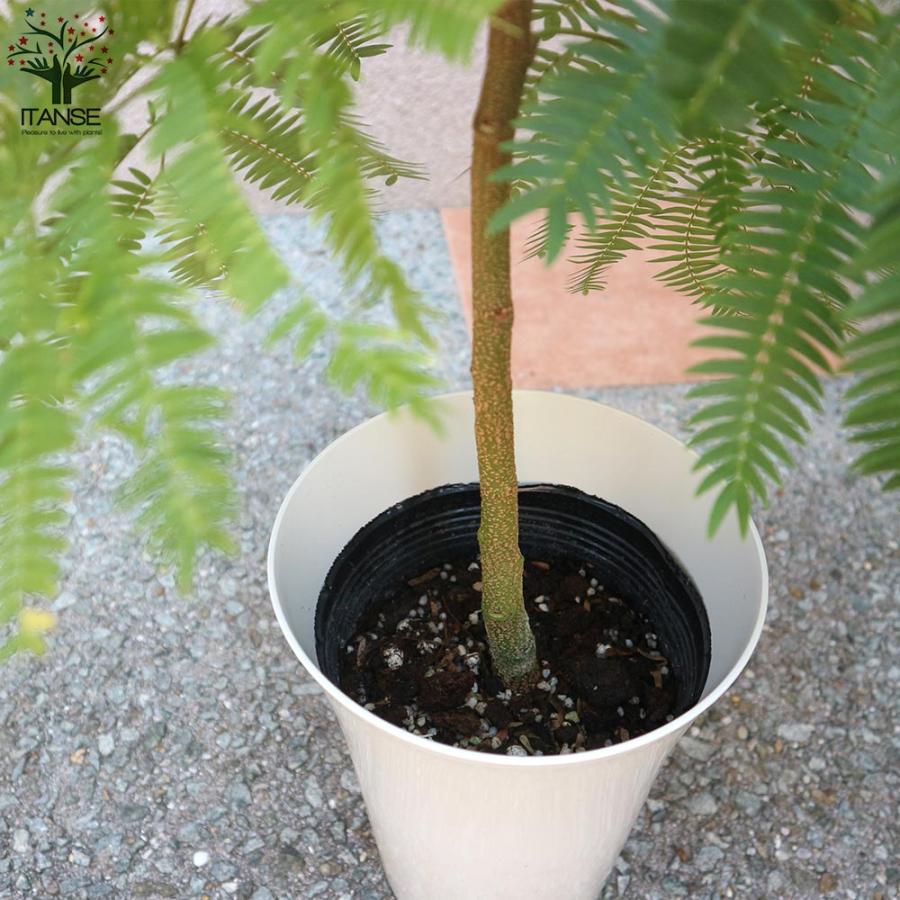 エバーフレッシュ (アカサヤネムノキ)【観葉植物 中型 6号鉢／1個売り