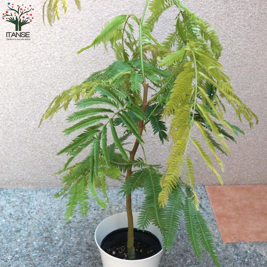 エバーフレッシュ (アカサヤネムノキ)【観葉植物 中型 6号鉢／1個売り