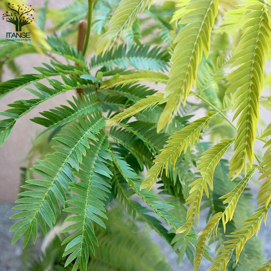 エバーフレッシュ (アカサヤネムノキ)【観葉植物 中型 6号プラスチック