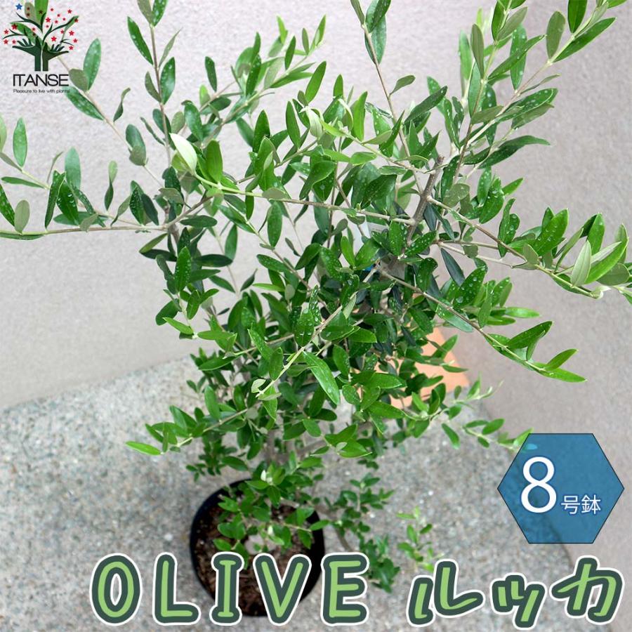 特別販売 送料無料 オリーブの苗木 ルッカ 果樹の苗木 8号鉢 1個売り オリーブ苗 オリーブ苗木 オリーブの苗木 オリーブの苗 おりーぶ ひなかぜ Hinakaze Olive 1 Itanse 2145 Shopooo By Gmo 通販 Yahoo ショッピング セール特集 Www Bihist Com