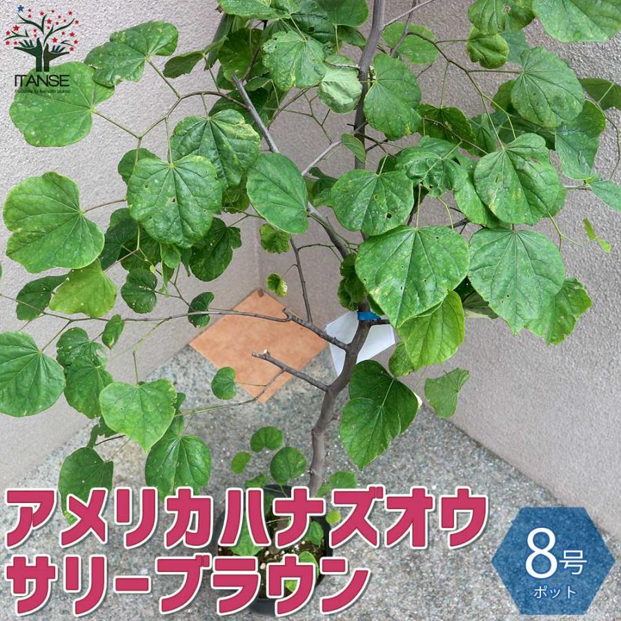 送料無料 アメリカハナズオウの苗木 サリーブラウン 庭木 8号ポット 1個売り アメリカハナズオウの苗木 花蘇芳 園芸品種 カラーリーフ シンボルツリー 1 Itanse 2153 Shopooo By Gmo 通販 Yahoo ショッピング