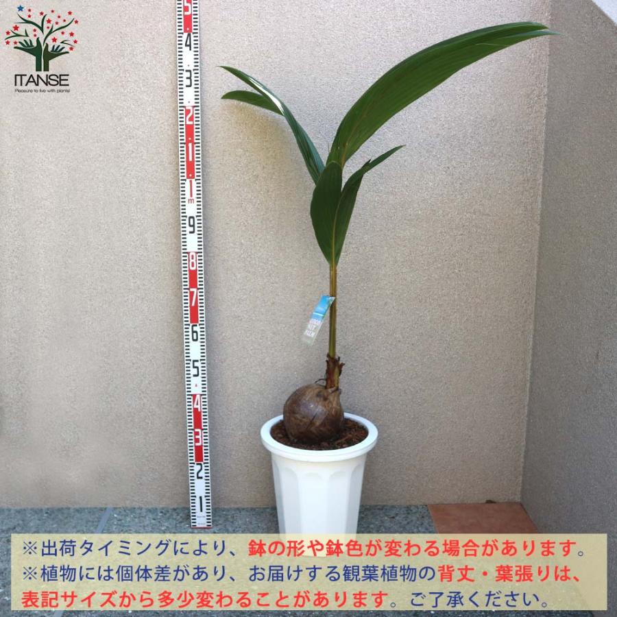 ココヤシの苗木 南国ムードを演出してくれる観葉植物【観葉植物 10号プラスチック鉢／1個売り】_2