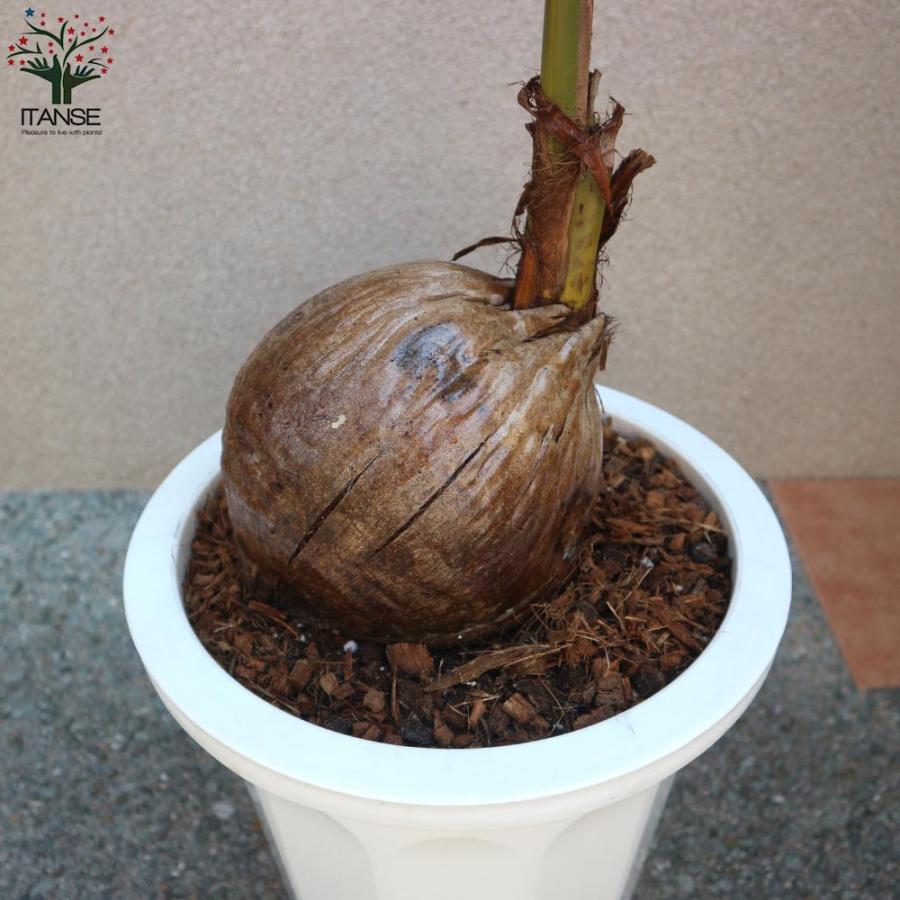 ココヤシの苗木 南国ムードを演出してくれる観葉植物【観葉植物 10号プラスチック鉢／1個売り】_3