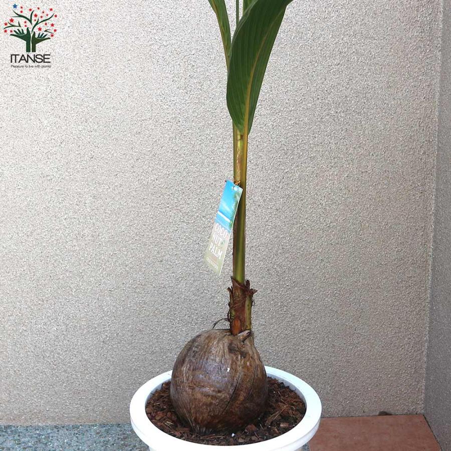 ココヤシの苗木 南国ムードを演出してくれる観葉植物【観葉植物 10号プラスチック鉢／1個売り】_4