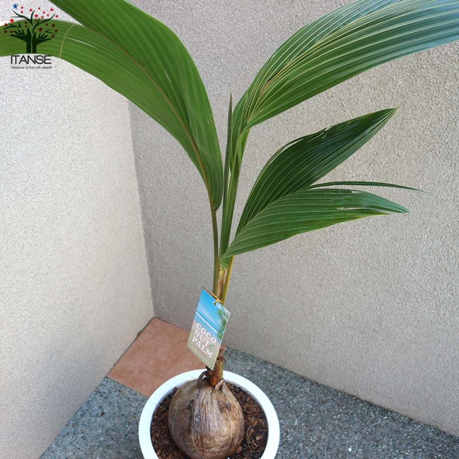 ココヤシの苗木 南国ムードを演出してくれる観葉植物【観葉植物 10号プラスチック鉢／1個売り】_5