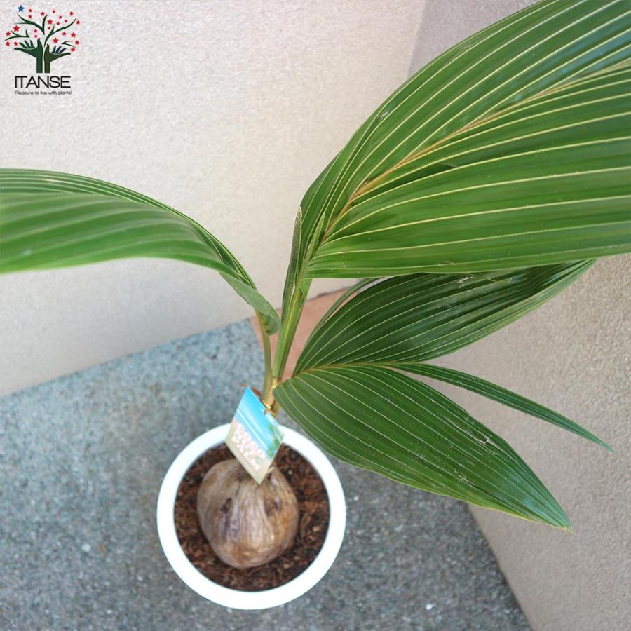 ココヤシの苗木 南国ムードを演出してくれる観葉植物【観葉植物 10号プラスチック鉢／1個売り】_6