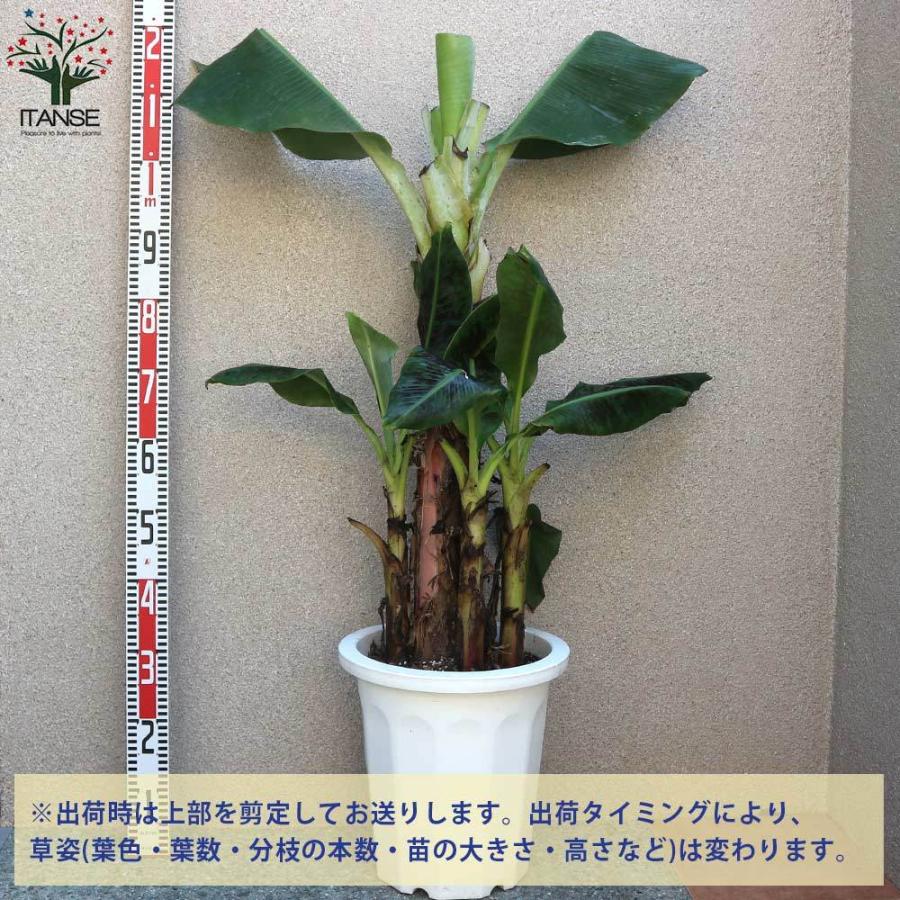 最大80 Off 送料無料 ドワーフ キャベンディッシュ バナナの苗木 家庭でも育てられる三尺バナナ 果樹の苗木 30cmポット大苗 1個売り バナナ苗 バナナの苗 バナナ 一 番 安い 販売 Esraapharma Com