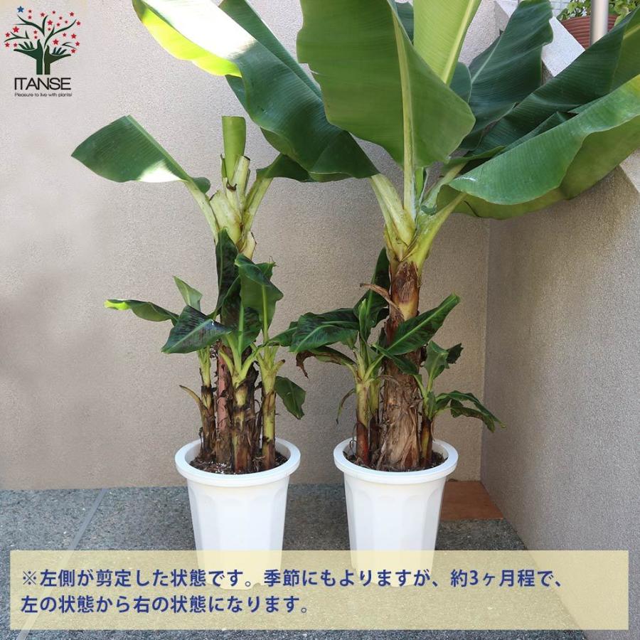 時間指定不可 送料無料 ドワーフ キャベンディッシュ バナナの苗木 家庭でも育てられる三尺バナナ 果樹の苗木 30cmポット大苗 1個売り バナナ苗 バナナの苗 バナナ 1 Itanse 2156 Shopooo By Gmo 通販 Yahoo ショッピング 格安人気 Duomix Gastrikgerd Com