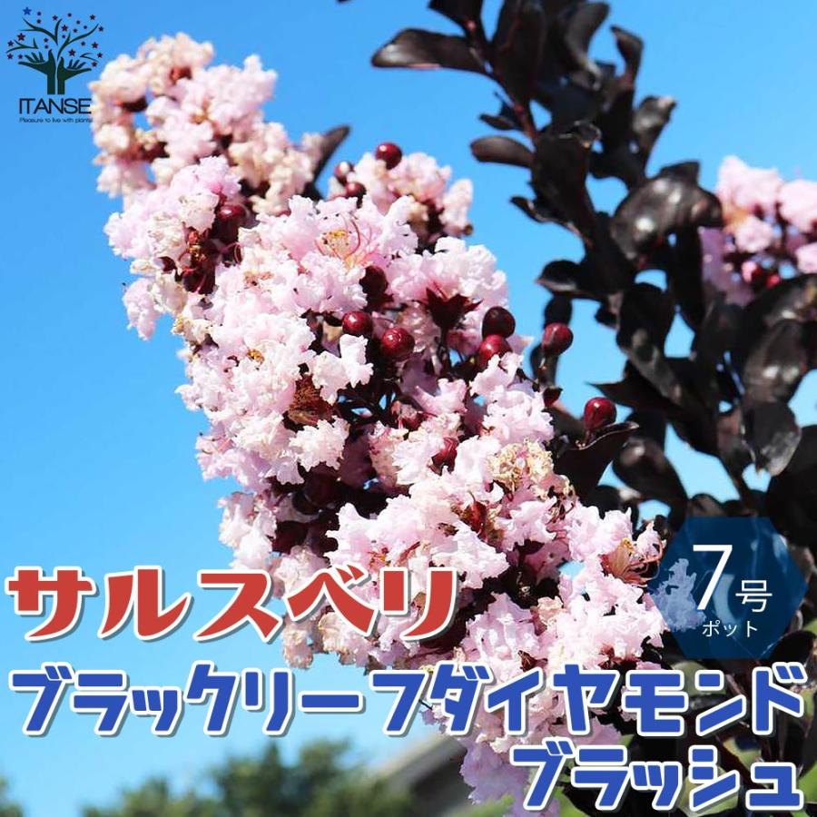 サルスベリの苗木 ブラックリーフダイヤモンド・ブラッシュ(淡いピンク)【庭木 7号鉢Mサイズ／1個売り】の画像