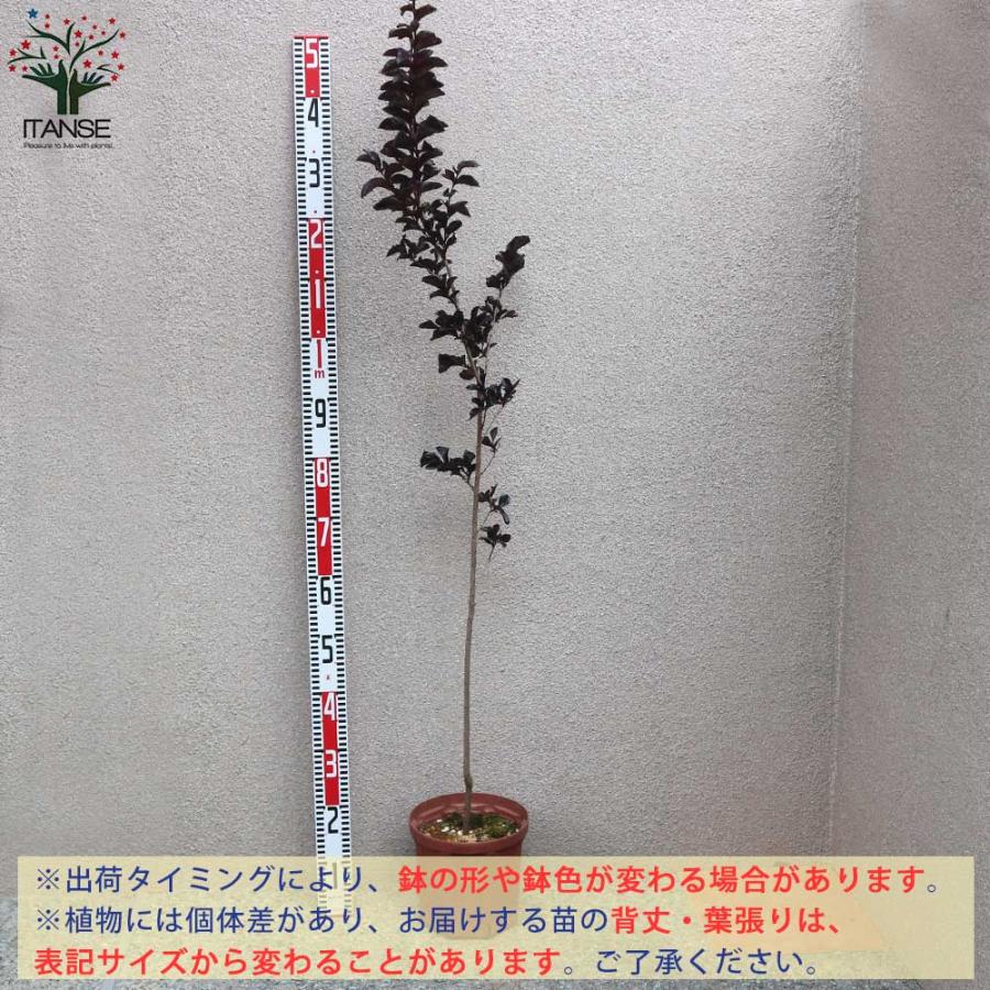 サルスベリの苗木 ブラックリーフダイヤモンド・ブラッシュ(淡いピンク)【庭木 7号鉢Mサイズ／1個売り】の画像