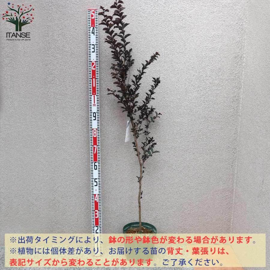 新作モデル 送料無料 サルスベリの苗木 ブラックリーフダイヤモンド レッドホット 庭木 7号鉢mサイズ 1個売り ブラッシュ サルスベリ苗 サルスベリの苗木 百日紅 1 Itanse 2158 Shopooo By Gmo 通販 Yahoo ショッピング 100 本物保証 Bitcoinbro