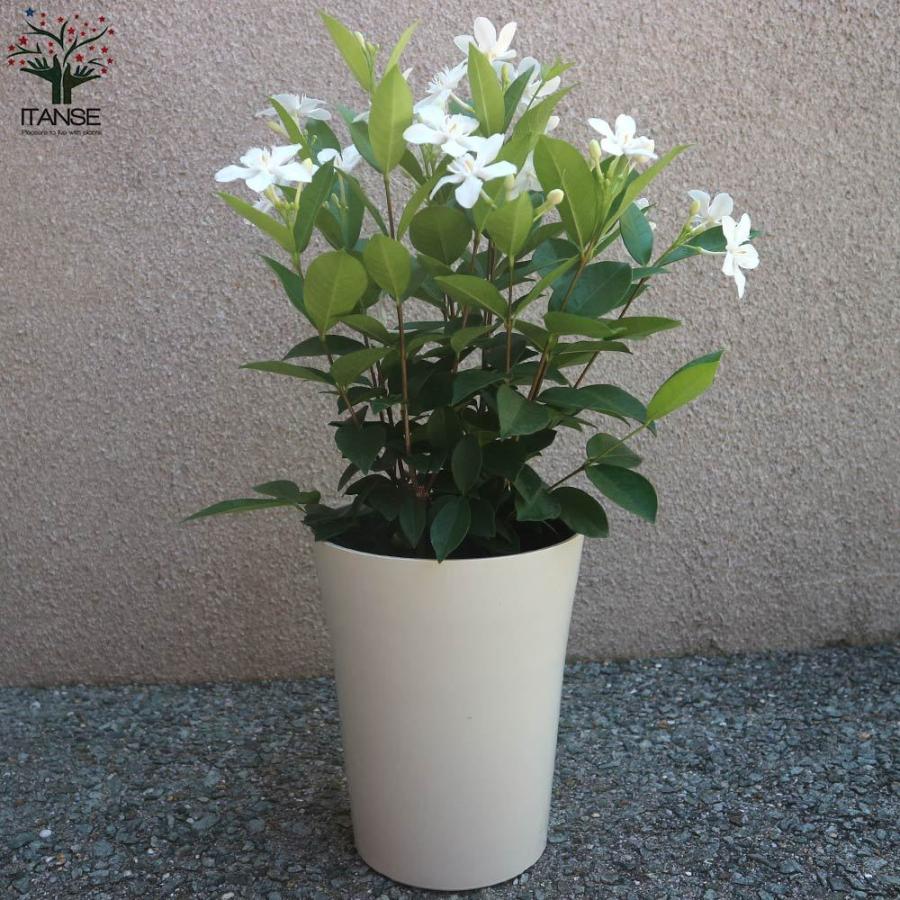 送料無料 セイロンランティア 庭木 6号鉢 1個売り セイロンライティア苗 セイロンライティアの苗木 キョウチクトウ科 ライティア属 花木苗 1 Itanse 2166 Shopooo By Gmo 通販 Yahoo ショッピング