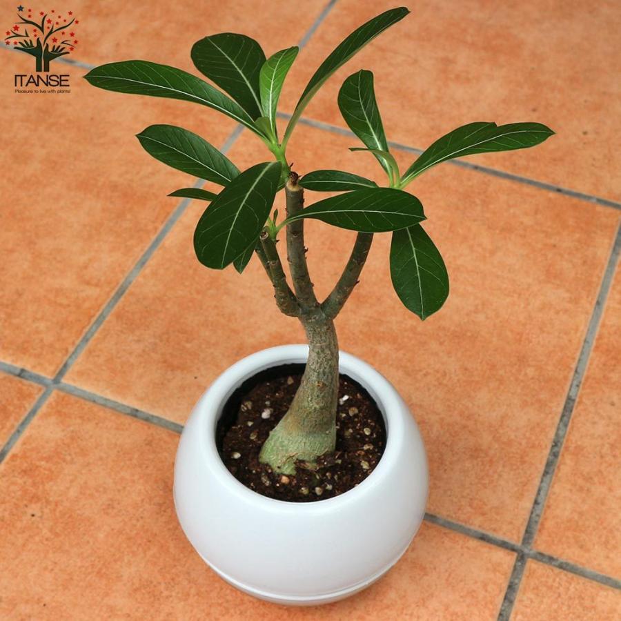 送料無料 アデニウム オべスム リビングやオフィス向きサイズ 観葉植物 4号プラスチック丸鉢 1個売り リビング オフィス 事務所 インテリア 大型 おし 1 Itanse 2181 Shopooo By Gmo 通販 Yahoo ショッピング