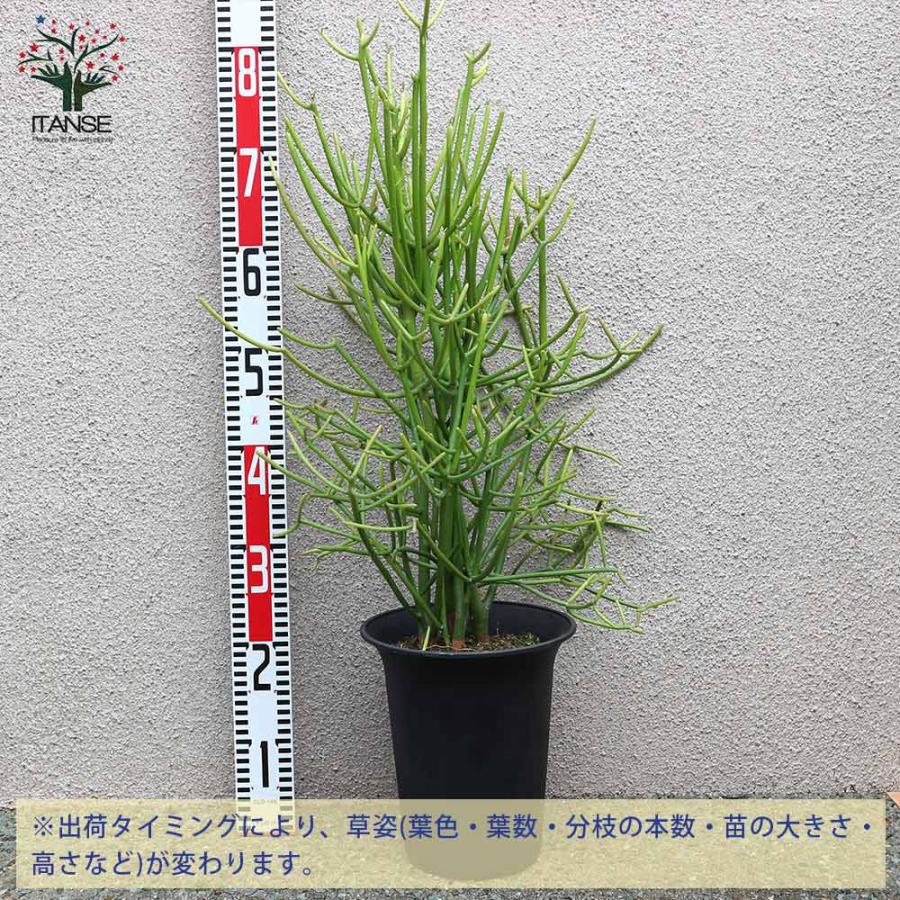 キャンペーン 多肉植物の苗木 ミルクブッシュ【多肉植物 21cm／1個売り】