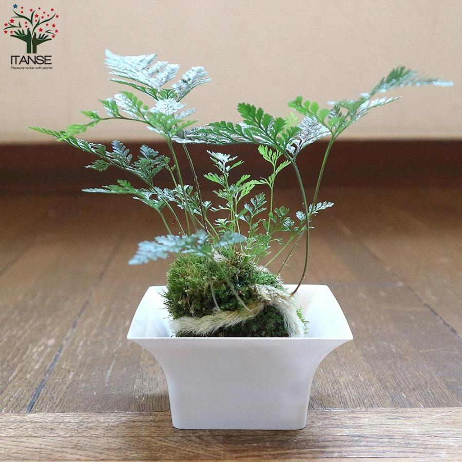 トキワシノブ玉 シダ植物 65㎝ valejornal.com.br トキワシノブ玉 シダ植物 65㎝ valejornal.com.br