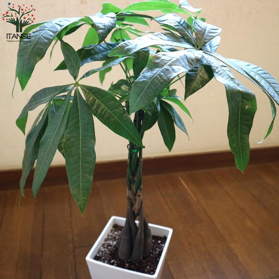 パキラ編み リビングやオフィス向きサイズ【観葉植物 スクエア5号鉢／1