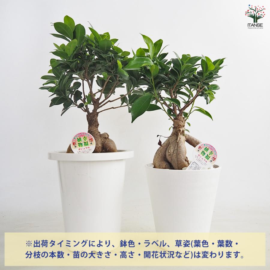 ガジュマル 【観葉植物 6号鉢／1個売り】 : shopooo by GMO - 通販