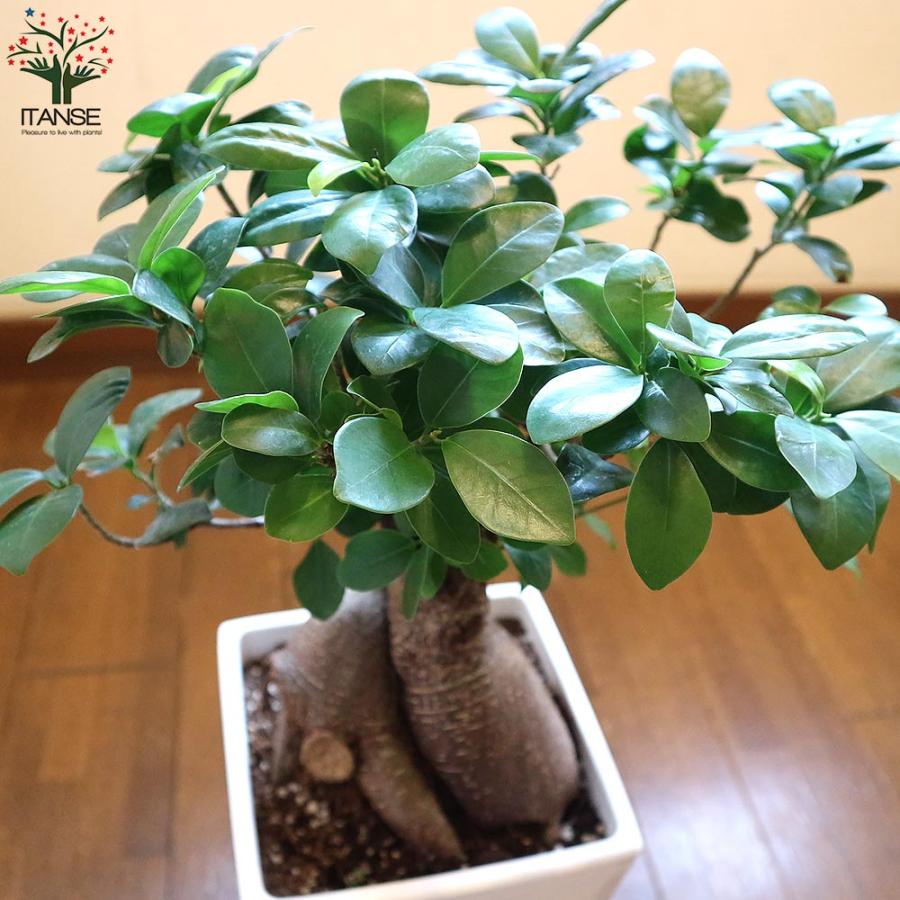 ガジュマル リビングやオフィス向きサイズ【観葉植物 スクエア6号鉢／1