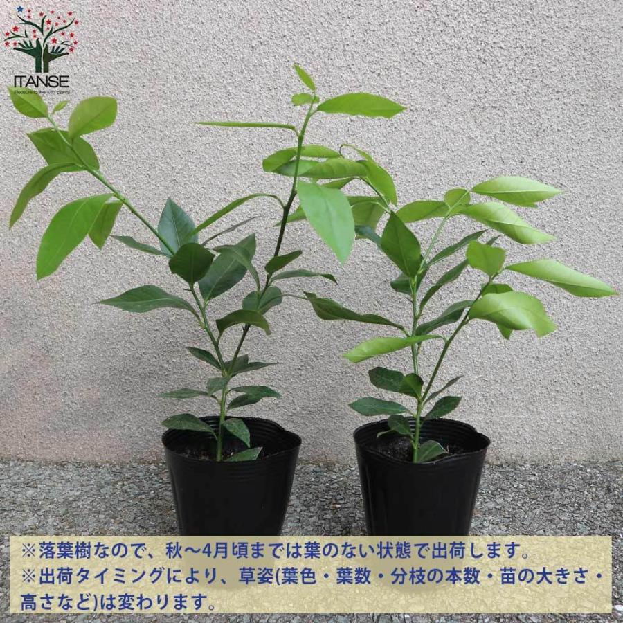 送料無料 レモンの苗木 リスボン 果樹の苗木 4号ポット 挿し木苗 1個売り レモン苗 檸檬 れもん レモンの苗木 柑橘 香酸 シンボルツリー ガーデニング 1 Itanse 2213 Shopooo By Gmo 通販 Yahoo ショッピング