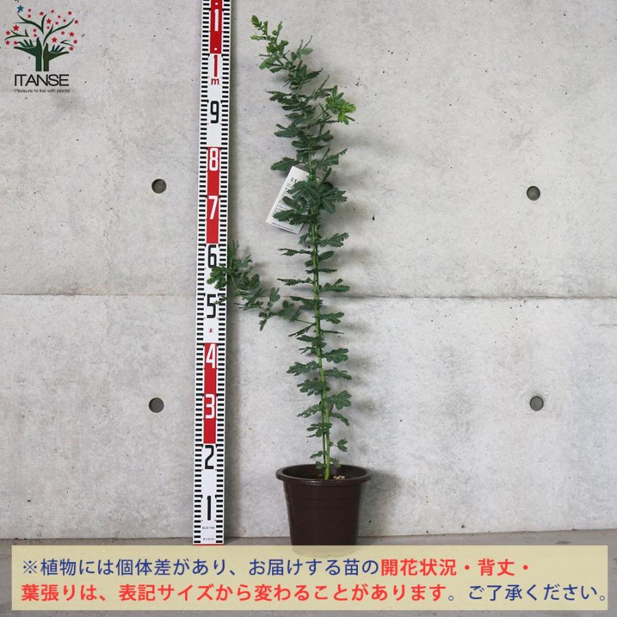 ミモザの苗 アカシア 花木苗【庭木 6号鉢／1個売り】 : shopooo by GMO