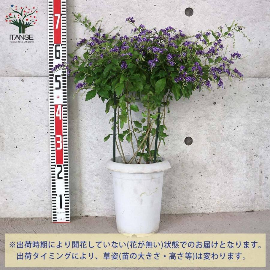 送料無料 デュランタ宝塚 庭木 7号鉢大苗 1個売り デュランタ タイワンレンギョウ ハリマツリ クマツヅラ 宝塚 デュランタ宝塚 フラワー 花苗 花の苗シ 1 Itanse 2257 Shopooo By Gmo 通販 Yahoo ショッピング